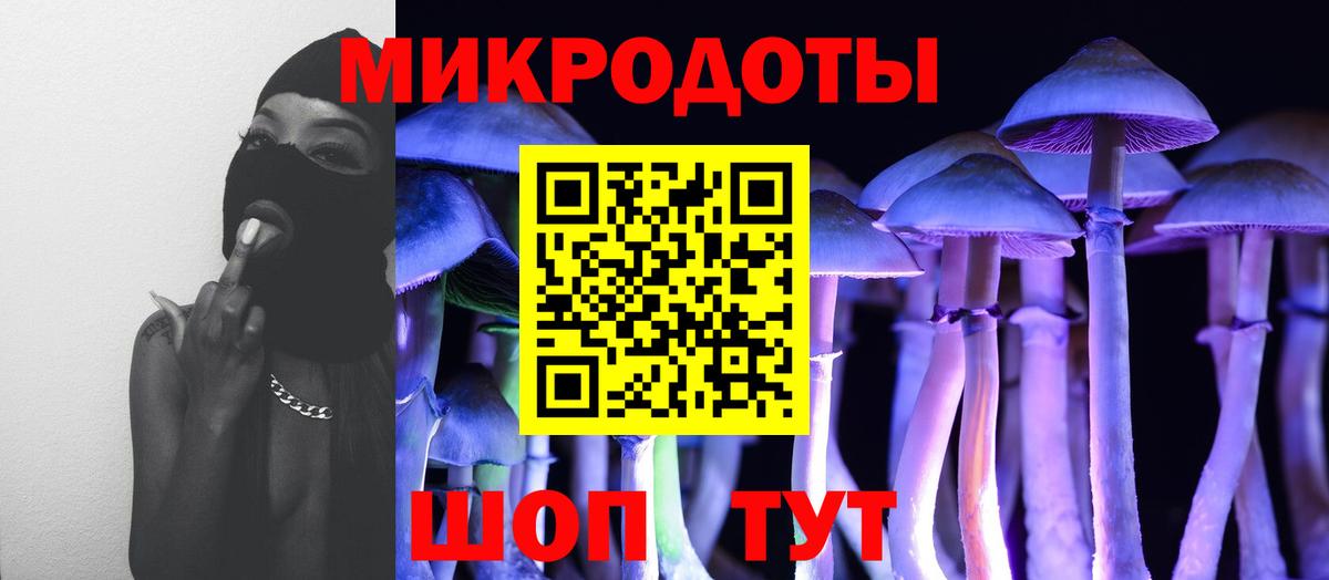 Псилоцибиновые грибы Psilocybe Краснознаменск